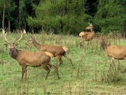 Rotwild zur Hochzeit im Wald. Die Touren zu den Brunftplätzen der Rothirsche bieten den Teilnehmern beeindruckende Naturerlebnisse im Nationalpark Kellerwald-Edersee (Foto: Nationalpark Kellerwald-Edersee).