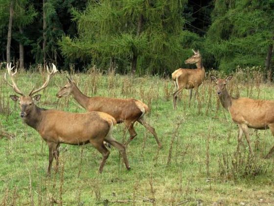 Rotwild zur Hochzeit im Wald. Die Touren zu den Brunftplätzen der Rothirsche bieten den Teilnehmern beeindruckende Naturerlebnisse im Nationalpark Kellerwald-Edersee (Foto: Nationalpark Kellerwald-Edersee).
