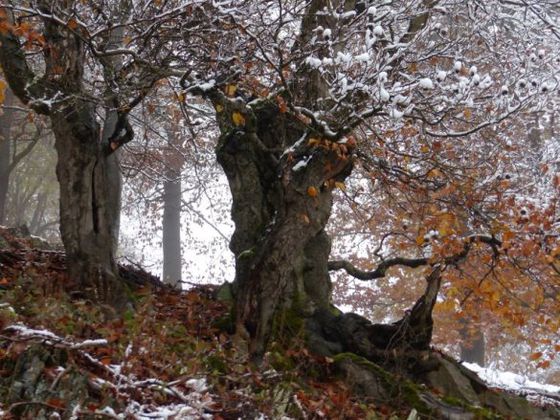 Das Reich der urigen Buchen, der Nationalpark Kellerwald-Edersee, ist zu jeder Jahreszeit einen Besuch wert. Auch im Winter können Wanderer allerlei Faszinierendes entdecken (Foto Nationalpark Kellerwald-Edersee).