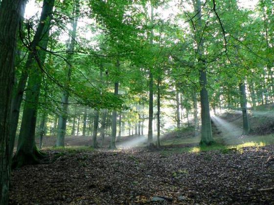 Foto: Nationalpark Kellerwald-Edersee