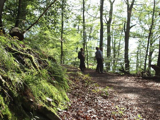 Bildunterschrift: Der hessische Nationalpark lässt sich gut auf einer geführten Tour entdecken (Foto: Nationalpark Kellerwald-Edersee)
