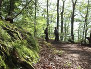 Bildunterschrift: Der hessische Nationalpark lässt sich gut auf einer geführten Tour entdecken (Foto: Nationalpark Kellerwald-Edersee)