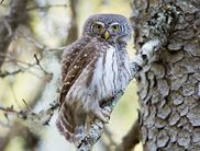 Der Sperlingskauz ist die kleinste in Mitteleuropa heimische Eule. Er jagt in der Nacht vor allem große Insekten und andere kleine Beutetiere wie Kleinsäuger und Kleinvögel (Foto: Bengt-Thomas Gröbel)