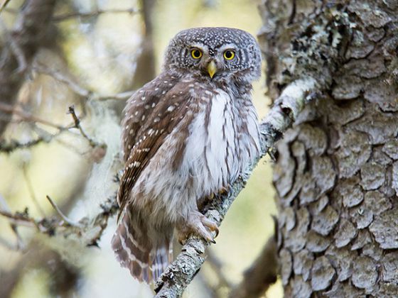 Der Sperlingskauz ist die kleinste in Mitteleuropa heimische Eule. Er jagt in der Nacht vor allem große Insekten und andere kleine Beutetiere wie Kleinsäuger und Kleinvögel (Foto: Bengt-Thomas Gröbel)