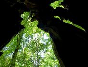 Fast lautlos bewegen sich Fledermäuse durch die Nacht und finden in den Totholzhöhlen der Bäume im Nationalpark Kellerwald-Edersee beliebte Habitate zum Zurückziehen (Foto: Nationalpark Kellerwald-Edersee)