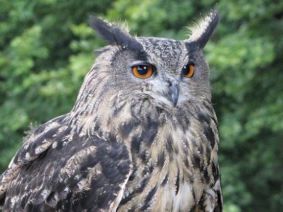 Heimischen und ehemals heimischen Tieren der Wildnis hautnah im WildtierPark Edersee begegnen und die spektakuläre Flugvorführung der Greifenwarte Edersee erleben (Foto: Nationalpark Kellerwald-Edersee). 