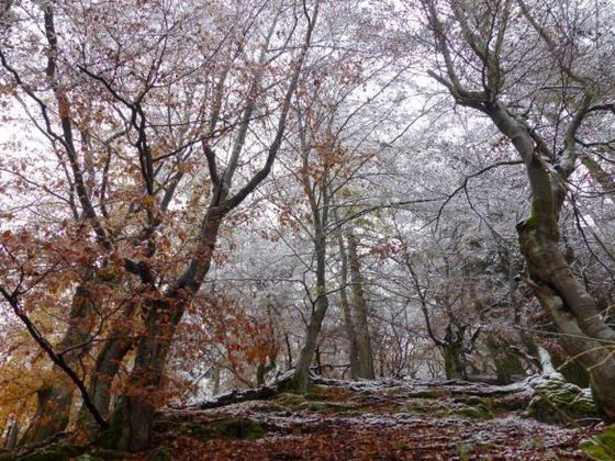 Das Reich der urigen Buchen ist in jeder Jahreszeit einen Besuch wert. Im Nationalpark Kellerwald-Edersee gibt es immer Spannendes zu entdecken – auch im Winter (Foto: Nationalpark Kellerwald-Edersee). 