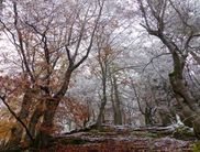 Das Reich der urigen Buchen ist in jeder Jahreszeit einen Besuch wert. Im Nationalpark Kellerwald-Edersee gibt es immer Spannendes zu entdecken – auch im Winter (Foto: Nationalpark Kellerwald-Edersee). 