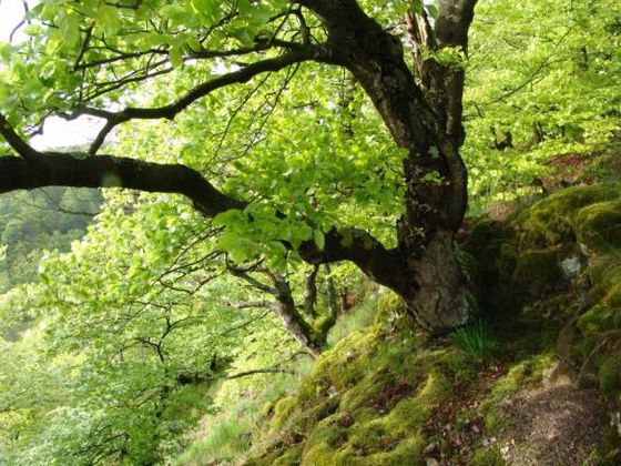 Der jahreszeitliche Entwicklungszyklus eines Buchenwaldes ist weltweit einzigartig. Denn die Rotbuche (Fagus sylvatica) kommt nur in Europa vor. Bis zu 450 Jahre alt kann die Buche werden (Foto: Nationalparkamt Kellerwald-Edersee)