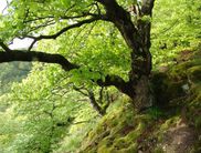 Der jahreszeitliche Entwicklungszyklus eines Buchenwaldes ist weltweit einzigartig. Denn die Rotbuche (Fagus sylvatica) kommt nur in Europa vor. Bis zu 450 Jahre alt kann die Buche werden (Foto: Nationalparkamt Kellerwald-Edersee)