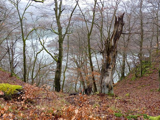 Der Nationalpark Kellerwald-Edersee bietet mit insgesamt 19 Rundwanderwegen zahlreiche Möglichkeiten, die werdende Wildnis oder das UNESCO-Welterbe hautnah zu erleben (Foto: Nationalpark Kellerwald-Edersee)