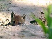 Einer der im Mai 2020 geborenen Wolfswelpen im Wildtierpark Edersee (Foto: Ringeisen)