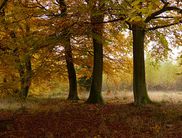 Einblick: Ein wunderschöner Blick in den herbstlichen Wald am Fahrentriesch (Foto: Kellerwald Nationalpark-Edersee)