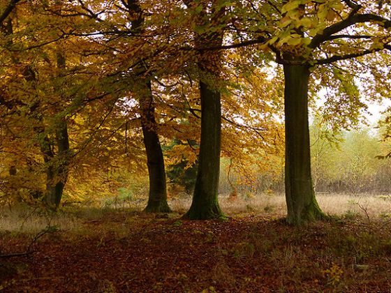 Einblick: Ein wunderschöner Blick in den herbstlichen Wald am Fahrentriesch (Foto: Kellerwald Nationalpark-Edersee)