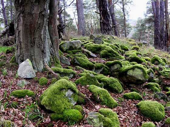 Verborgene Schätze gibt es viele im Nationalpark – wie hier unter Moos den Wall der Jungfernburg (Foto: Iris Dorn-Fehr)