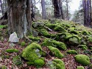 Verborgene Schätze gibt es viele im Nationalpark – wie hier unter Moos den Wall der Jungfernburg (Foto: Iris Dorn-Fehr)
