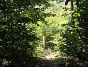 Geführte Wanderungen im sommergrünen Naturpark und Nationalpark sind im Moment nur mit Voranmeldung und Abstand möglich (Foto: Nationalpark Kellerwald-Edersee)