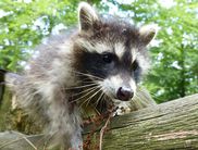 Auch die putzigen Waschbären wohnen im WildtierPark (Foto: Nationalpark Kellerwald-Edersee)