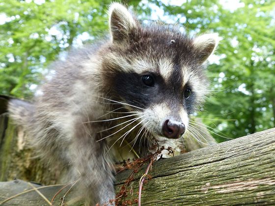 Auch die putzigen Waschbären wohnen im WildtierPark (Foto: Nationalpark Kellerwald-Edersee)