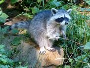 Ein Bewohner des Wildtierparks (Foto: Nationalpark Kellerwald-Edersee)