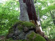 Im Nationalpark Kellerwald-Edersee darf Natur Natur sein, es entsteht ein wilder Wald voller Schönheit (Foto: Rita Wilhelmi)