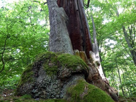Im Nationalpark Kellerwald-Edersee darf Natur Natur sein, es entsteht ein wilder Wald voller Schönheit (Foto: Rita Wilhelmi)