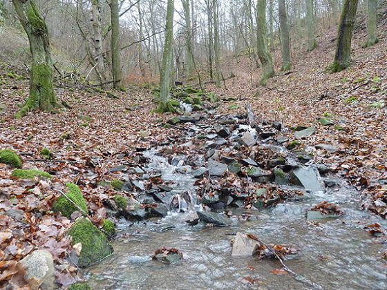Verborgene Schätze: Davon gibt es im Nationalpark Kellerwald-Edersee viele – wie beispielsweise den Wieselohgraben (Foto: Nationalpark Kellerwald-Edersee)