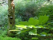 Uriges Bachkerbtal: Im Wieslohgraben können die Teilnehmer der Sinnes-Tour gemeinsam mit Nationalpark-Führerin Ulrika Zeunert die Kräfte der Natur erahnen (Foto: Nationalpark Kellerwald-Edersee)