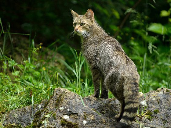 Wilde Samtpfote: Die Wildkatze steht bei diesem Vortrag im NationalparkZentrum Kellerwald im Fokus (Foto: Thomas Stephan/BUND Wildkatzenprojekt)