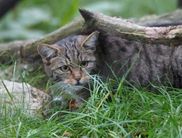 Die Wildkatze ist eine der seltensten Säugetierarten Deutschlands. Seit 1934 steht die Wildkatze in Deutschland unter strengem Schutz (Foto: Klaus Köhler)