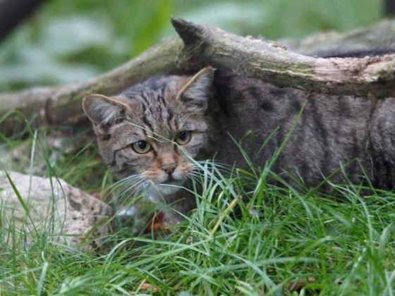 Die Wildkatze ist eine der seltensten Säugetierarten Deutschlands. Seit 1934 steht die Wildkatze in Deutschland unter strengem Schutz (Foto: Klaus Köhler)