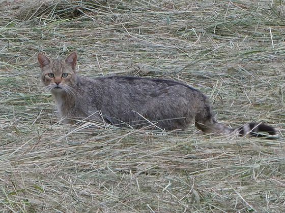 Um dieses scheue Waldtier im Nationalpark dreht es sich bei Rita Wilhelmis Führung in niederländischer Sprache: Die Wildkatze (Foto: Rita Wilhelmi)
