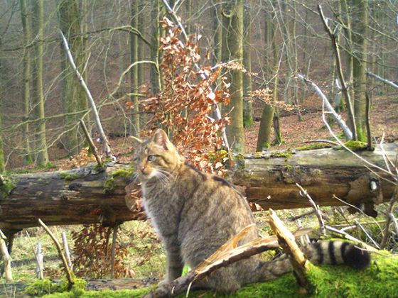 Wildkatze (Foto: Nationalpark Kellerwald-Edersee)