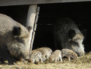 Zahlreiche Frischlinge: Die Wildschweine sind mit ihrem Nachwuchs im Gehege unterwegs und können von den Besuchern des WildtierParks beobachtet werden (Foto: Nationalpark Kellerwald-Edersee).