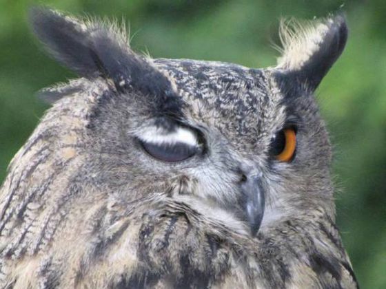 Uhu im WildtierPark Edersee (Foto: Nationalpark Kellerwald-Edersee).