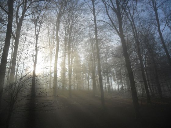Eine Wanderung im winterlichen Nationalpark Kellerwald-Edersee kann mystisch sein (Foto: Jochen Schaub)