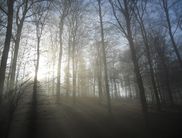 Eine Wanderung im winterlichen Nationalpark Kellerwald-Edersee kann mystisch sein (Foto: Jochen Schaub)
