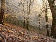 Schöner Moment: Die winterlichen kahlen Äste fangen das letzte Sonnenlicht ein (Foto: Nationalpark Kellerwald-Edersee)