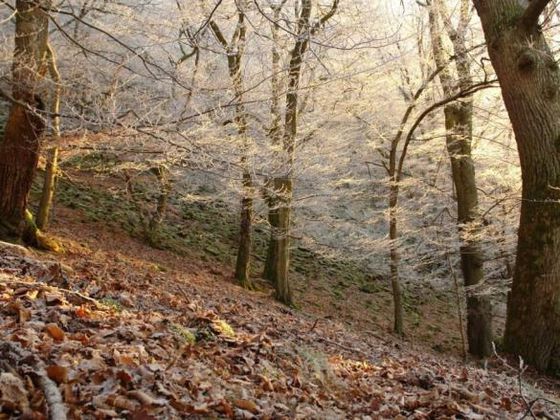 Schöner Moment: Die winterlichen kahlen Äste fangen das letzte Sonnenlicht ein (Foto: Nationalpark Kellerwald-Edersee)