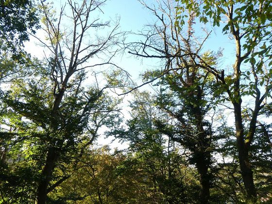 Blattlose Wipfel: Auch unseren Bäumen im Nationalpark Kellerwald-Edersee merkt man den Klimastress an – kahle Äste in den Kronen, Schleimfluss und Ablösung der Borke sind Folgen von Hitzeperioden und extremer Trockenheit (Foto: Achim Frede)