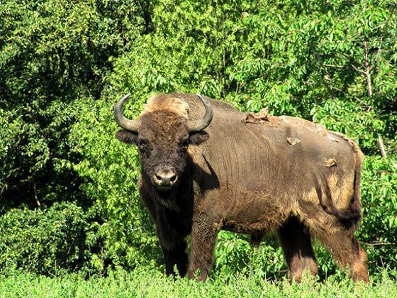 Der Wisent ist das größte und mit einem Gewicht von bis zu 1.000 kg das schwerste Landsäugetier Europas (Foto: Nationalpark Kellerwald-Edersee)