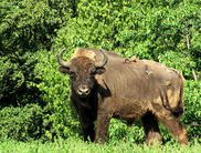 Der Wisent ist das größte und mit einem Gewicht von bis zu 1.000 kg das schwerste Landsäugetier Europas (Foto: Nationalpark Kellerwald-Edersee)
