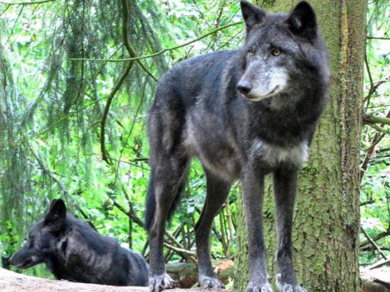 Wolf im Gehege (Foto: Nationalpark Kellerwald-Edersee)