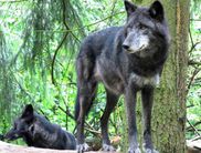 Wolf im Gehege (Foto: Nationalpark Kellerwald-Edersee)