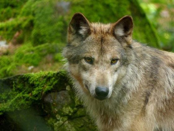 Wer Wölfen nach dem Erlebnistag im NationalparkZentrum einmal hautnah begegnen  möchte, ist herzlich eingeladen, das Rudel im WildtierPark Edersee zu besuchen (Foto: Nationalpark Kellerwald-Edersee)