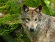 Wer Wölfen nach dem Erlebnistag im NationalparkZentrum einmal hautnah begegnen  möchte, ist herzlich eingeladen, das Rudel im WildtierPark Edersee zu besuchen (Foto: Nationalpark Kellerwald-Edersee)