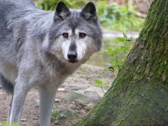 Soziales Rudeltier: Der Wolf steht neben Luchs und Waschbär sowie dem indonesischen Springkraut als invasive Pflanzenart am Samstag, 10. Dezember, im Blickpunkt der Exkursion über Chancen und Risiken der verschiedenen Arten (Foto: Nationalpark Kellerwald-