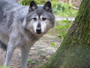 Soziales Rudeltier: Der Wolf steht neben Luchs und Waschbär sowie dem indonesischen Springkraut als invasive Pflanzenart am Samstag, 10. Dezember, im Blickpunkt der Exkursion über Chancen und Risiken der verschiedenen Arten (Foto: Nationalpark Kellerwald-