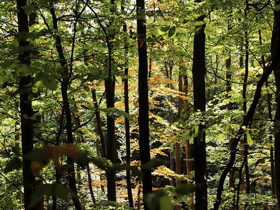 Es wird Herbst im Nationalpark (Foto: Nationalpark Kellerwald-Edersee)