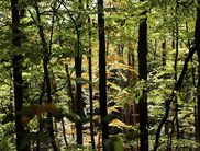 Es wird Herbst im Nationalpark (Foto: Nationalpark Kellerwald-Edersee)
